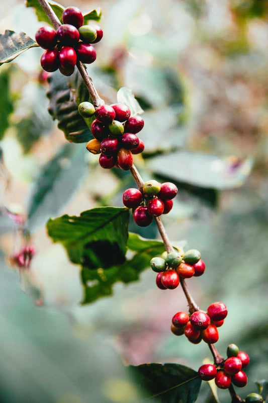 Coffee Beans